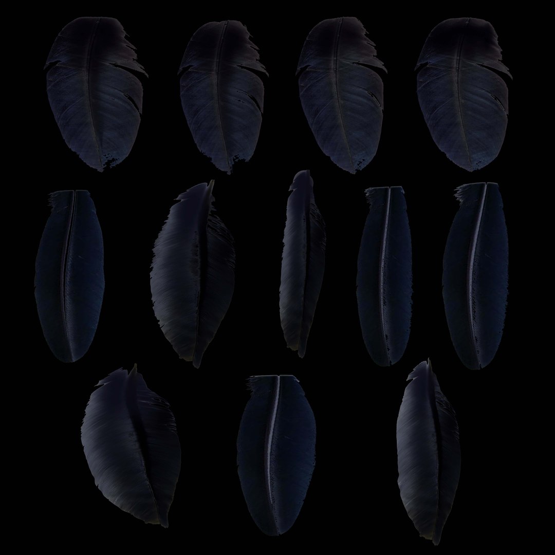 Raven 3D Model - TurboSquid 1855348