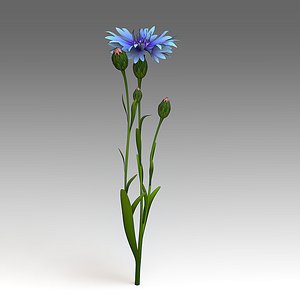 centaurea flower 3d model