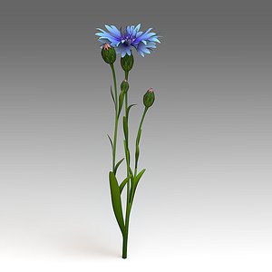 Centaurea flower