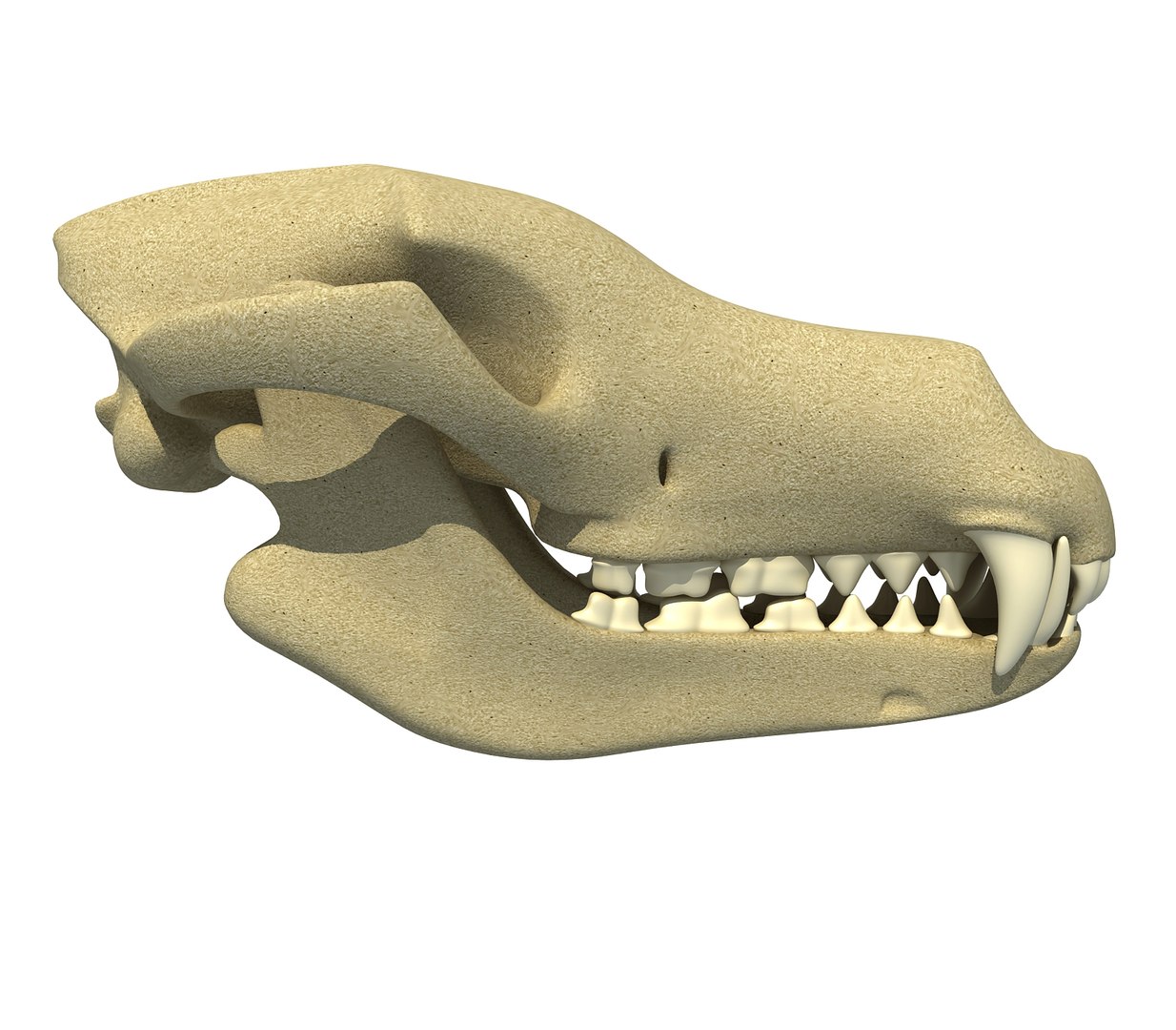 3d Wolf Skull Model