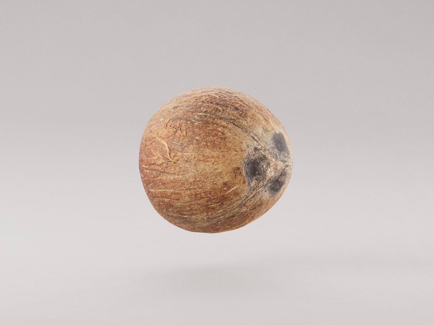 3D model Coconut https://p.turbosquid.com/ts-thumb/2u/AlFPxa/5b/photoscan_preview__main_0212/jpg/1741367045/1920x1080/fit_q87/64a51902c9475893b1e196fea823471a03056d30/photoscan_preview__main_0212.jpg