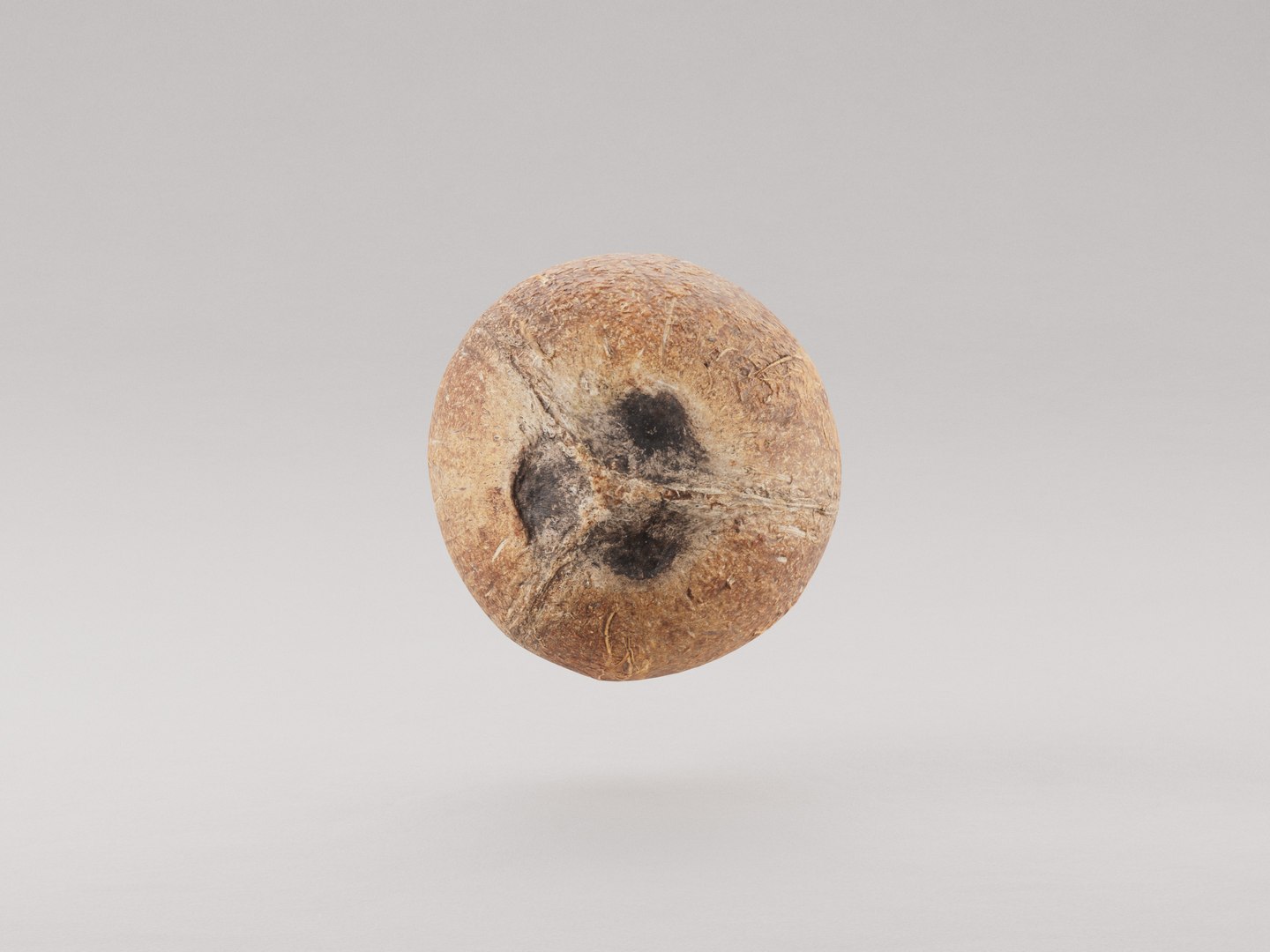 3D model Coconut https://p.turbosquid.com/ts-thumb/2u/AlFPxa/jb/photoscan_preview__main_0215/jpg/1741367043/1920x1080/fit_q87/34b620c66482ff59abbfe6bf52786d9b93503990/photoscan_preview__main_0215.jpg