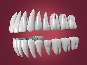 Anatomy 3D model