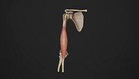 Human Anatomy-Muscular System-Anterior muscles of arm