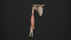 Human Anatomy-Muscular System-Anterior muscles of arm