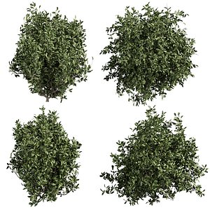 plant vol 923 - Outdoor - bush 3D model