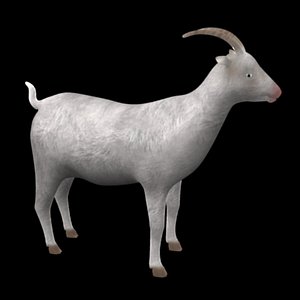 3d model of goat