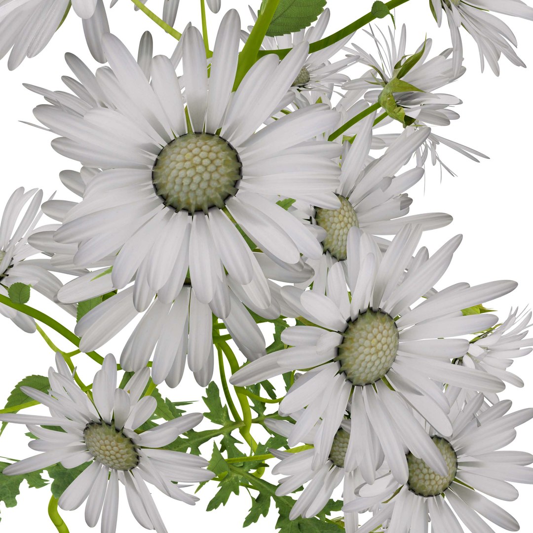3D Marguerite daisy flower model https://p.turbosquid.com/ts-thumb/2u/fD4o8e/5K/margueritedaisy07/jpg/1760519027/1920x1080/fit_q87/54f9be0022be10886d59c9d293c5127ccc20f576/margueritedaisy07.jpg