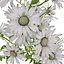 Marguerite daisy flower