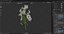 Marguerite daisy flower