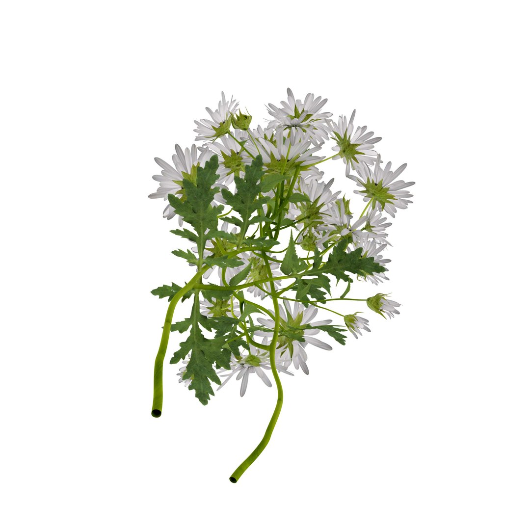 3D Marguerite daisy flower model https://p.turbosquid.com/ts-thumb/2u/fD4o8e/L1/margueritedaisy03/jpg/1760519024/1920x1080/fit_q87/bc9f827c7fd24b4ec498122a903d4a25b0824347/margueritedaisy03.jpg