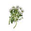 Marguerite daisy flower