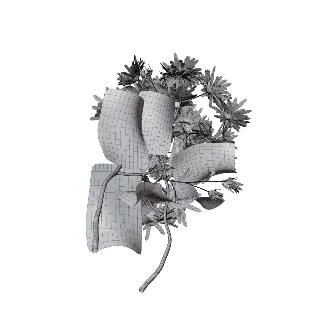 3D Marguerite daisy flower model https://p.turbosquid.com/ts-thumb/2u/fD4o8e/QQ/render00022/jpg/1760519022/1920x1080/fit_q87/96917397c9d95c66f029b1116645ca885f530b31/render00022.jpg