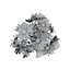 Marguerite daisy flower