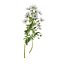Marguerite daisy flower