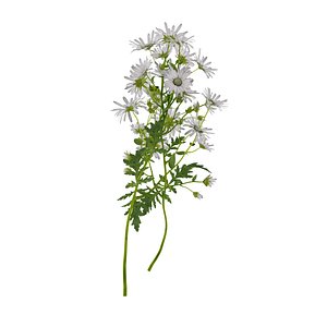 Marguerite daisy flower