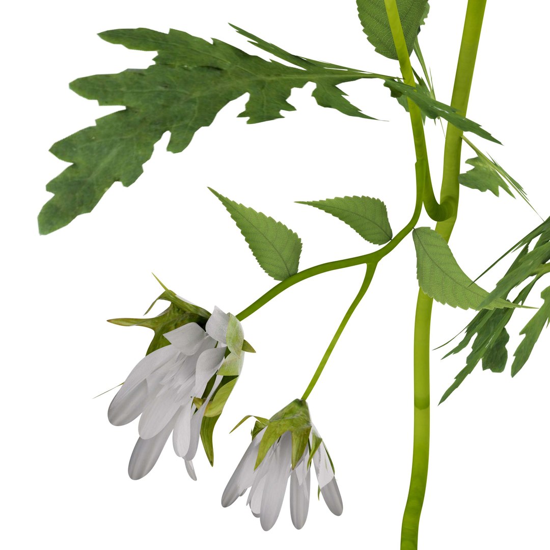 3D Marguerite daisy flower model https://p.turbosquid.com/ts-thumb/2u/fD4o8e/Ux/margueritedaisy09/jpg/1760519019/1920x1080/fit_q87/07162b7f7e17bdf6c2d86b5ad099c55d0b45a3a9/margueritedaisy09.jpg