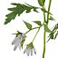 Marguerite daisy flower