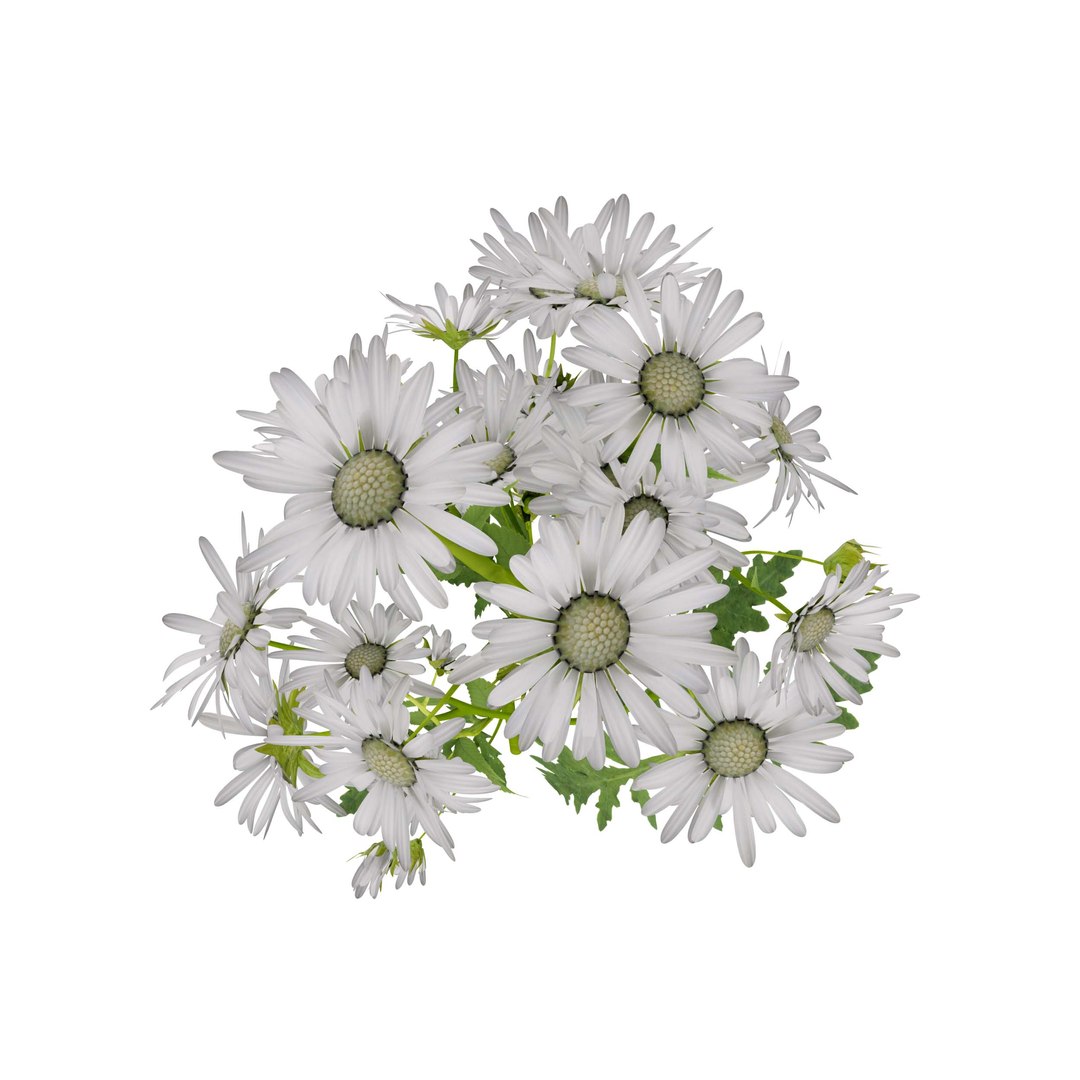 3D Marguerite daisy flower model https://p.turbosquid.com/ts-thumb/2u/fD4o8e/qt/margueritedaisy05/jpg/1760519025/1920x1080/fit_q87/a58d660e23a018512e5a092739774204d52f683c/margueritedaisy05.jpg