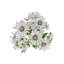 Marguerite daisy flower