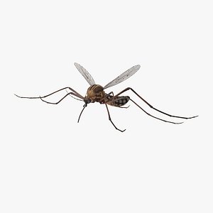 flying mosquito 3d model