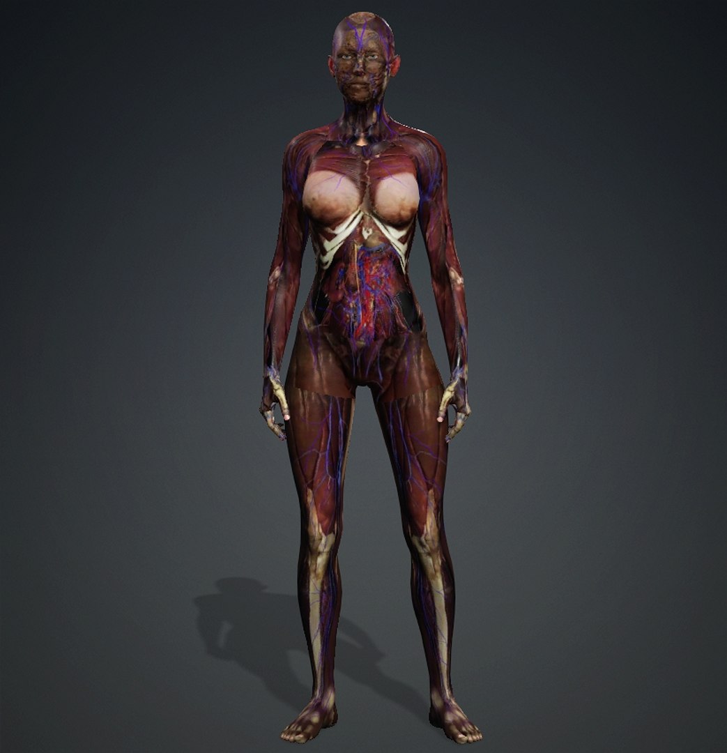 3D Skinless https://p.turbosquid.com/ts-thumb/2u/iB1PVl/EG/femal1/jpg/1714508973/1920x1080/fit_q87/16f0c6ec9acad6a08f0b43f86e729a1116eac013/femal1.jpg