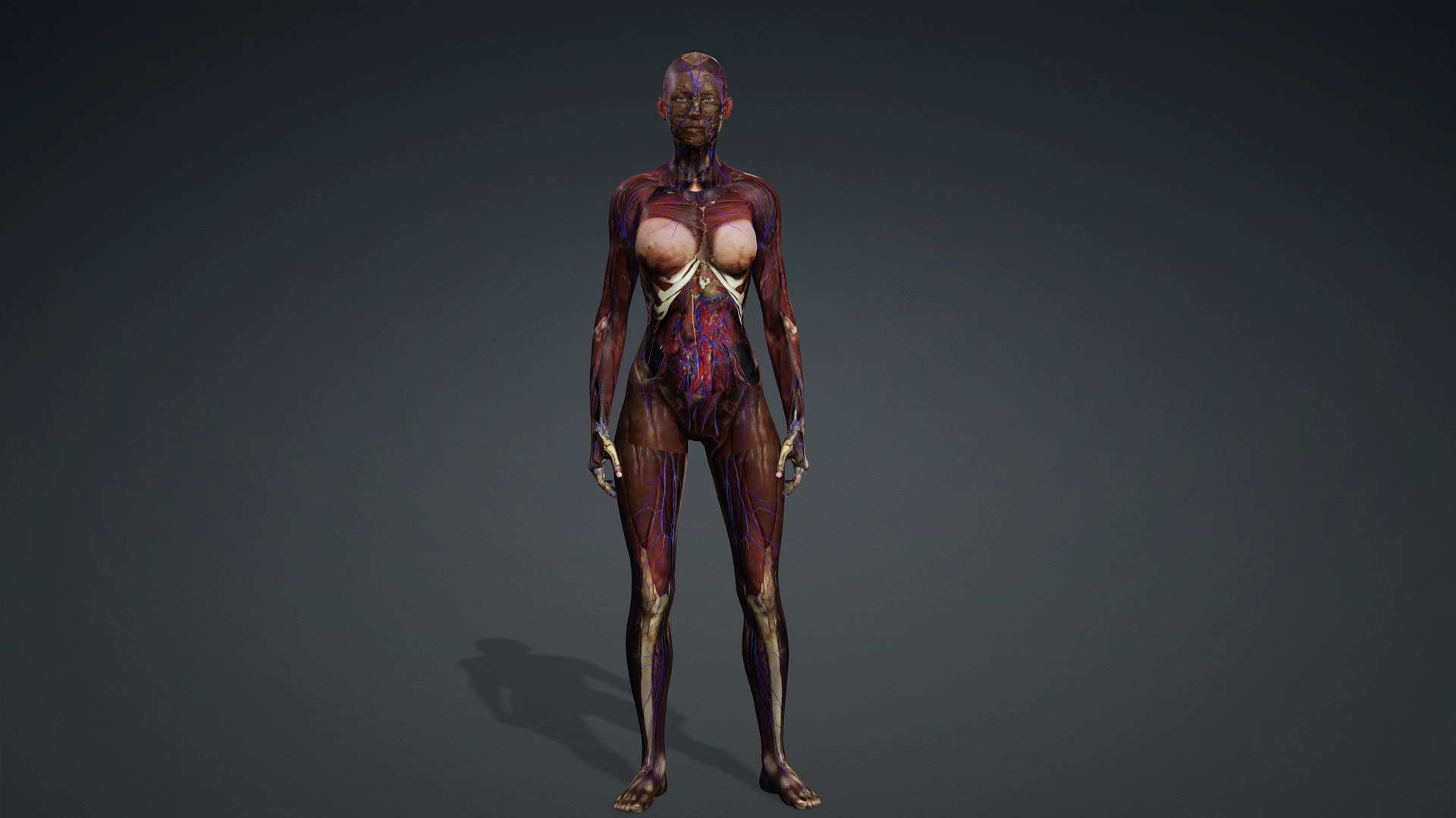 3D Skinless https://p.turbosquid.com/ts-thumb/2u/iB1PVl/Hz/female1/jpg/1714510430/1920x1080/fit_q87/81cccf9c196e69897dc915d331114f457caa4fdc/female1.jpg