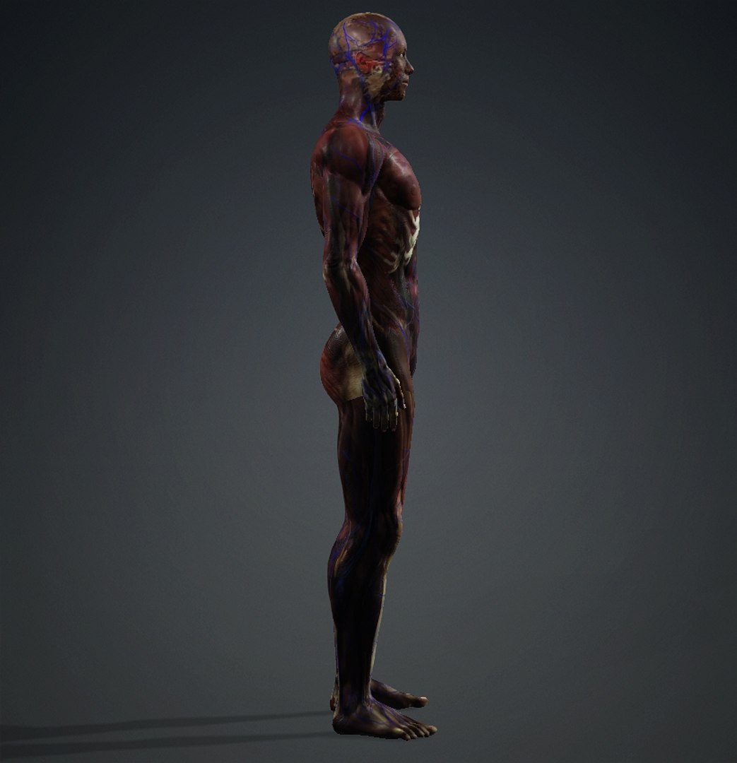 3D Skinless https://p.turbosquid.com/ts-thumb/2u/iB1PVl/OZ/male4/jpg/1714508962/1920x1080/fit_q87/d7c9bad7dd2be70622a196bfa2e52845545dd03f/male4.jpg