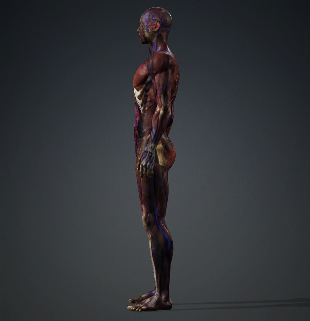 3D Skinless https://p.turbosquid.com/ts-thumb/2u/iB1PVl/eE/male2/jpg/1714508962/1920x1080/fit_q87/da12bc27320ca09966ad93b4bae6e13ef27c6027/male2.jpg