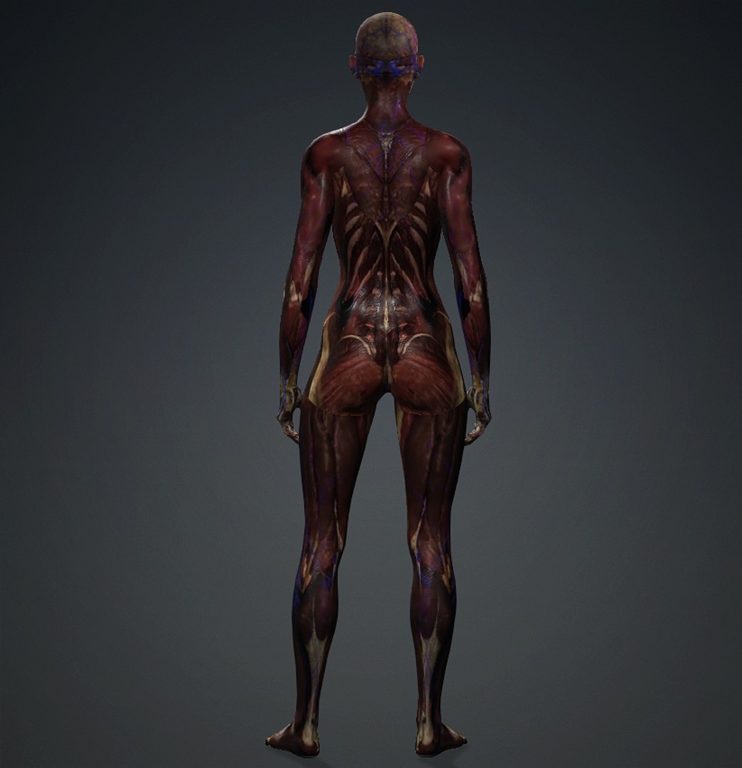 3D Skinless https://p.turbosquid.com/ts-thumb/2u/iB1PVl/lM/female3/jpg/1714508974/1920x1080/fit_q87/0718ed3018d5f54c6d97757d4d9792decbf407b2/female3.jpg