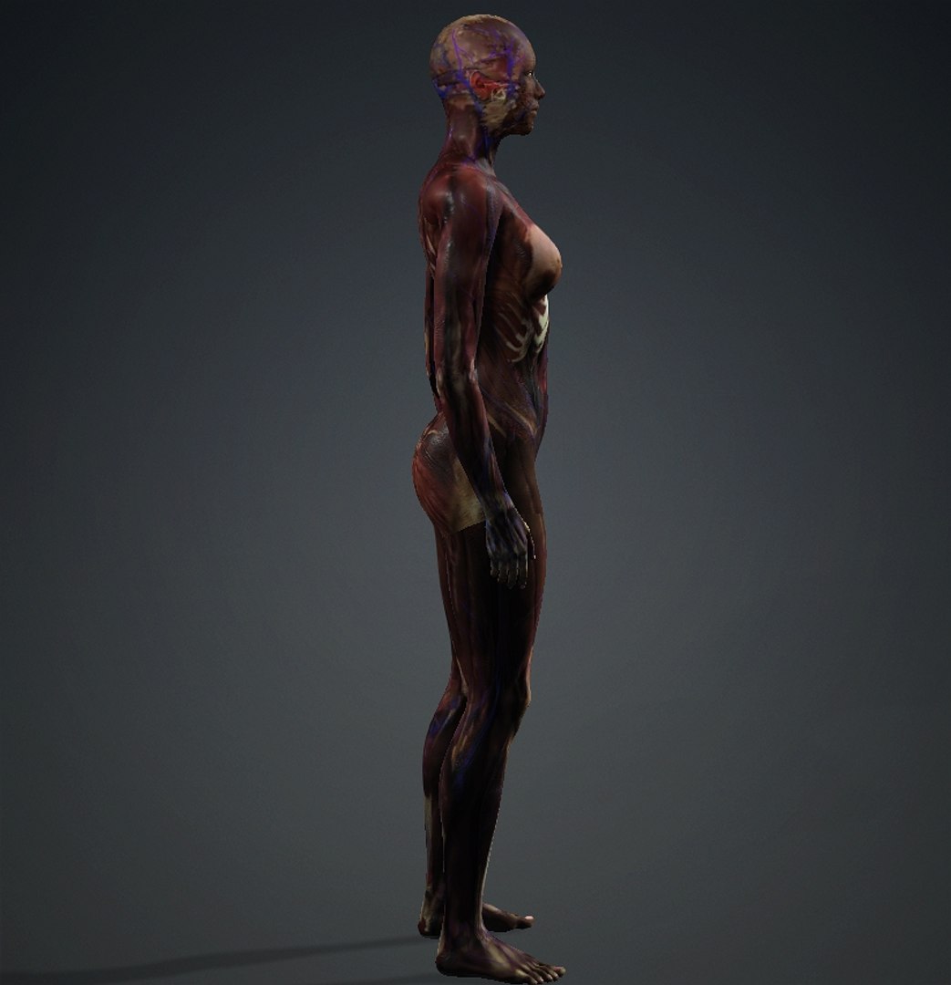3D Skinless https://p.turbosquid.com/ts-thumb/2u/iB1PVl/wg/female4/jpg/1714508973/1920x1080/fit_q87/eddd83442e4d6d0b86f287bcbc815f6b85b26eb4/female4.jpg