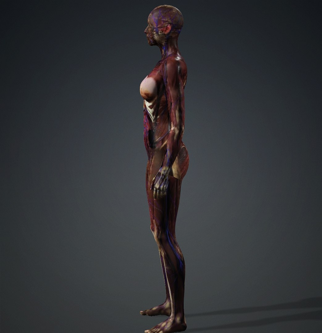 3D Skinless https://p.turbosquid.com/ts-thumb/2u/iB1PVl/xF/female2/jpg/1714508974/1920x1080/fit_q87/1e3124200bfd4f6153aa7a3f207bf7745c9874b2/female2.jpg
