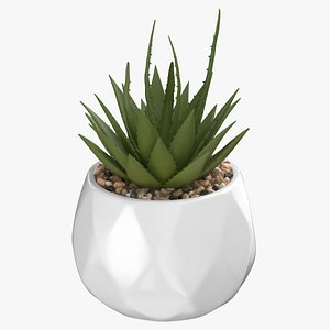 Prop02 Succulents In Pots Type 03