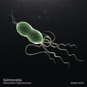 Salmonella - Salmonella Typhimurium