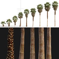 Washingtonia filifera - California fan palm 3D model