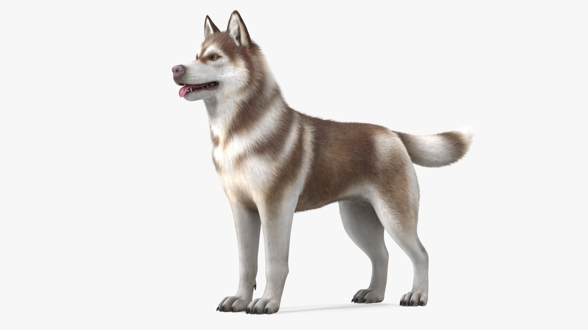 Husky Dog Copper and White Fur Rigged 3D model preview