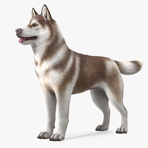 Husky Dog Copper and White Fur Rigged