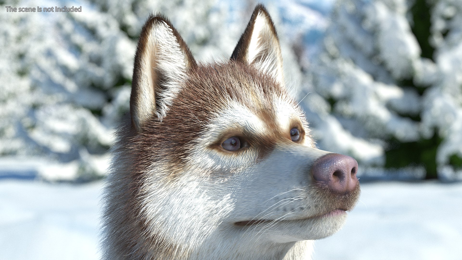 3D Husky Dog Copper and White Fur Rigged - TurboSquid 1805409