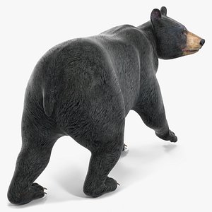 Black Bear in Walking Pose 3D model