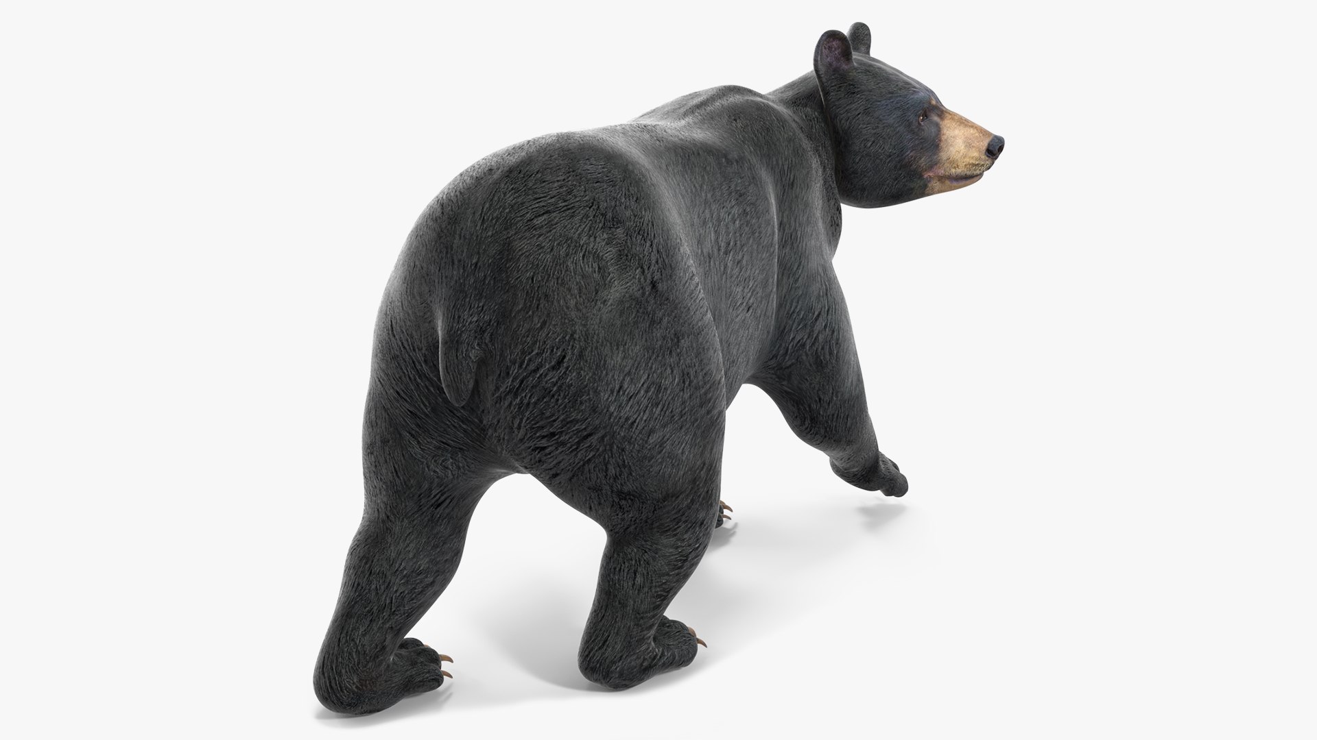 Black Bear in Walking Pose 3D model preview
