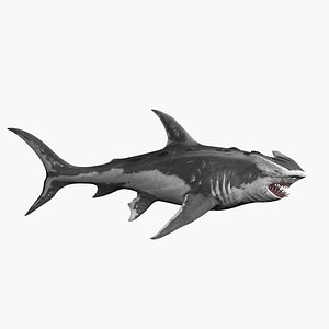 Hammer Shark 3D model