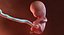 3D fetus 37 development
