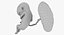 3D fetus 37 development
