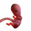 3D fetus 37 development