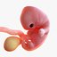 3D fetus 37 development