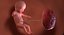 3D fetus 37 development