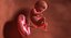 3D fetus 37 development