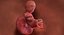 3D fetus 37 development