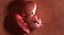 3D fetus 37 development