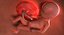 3D fetus 37 development